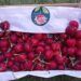 Zarra celebra este fin de semana con gran ilusión CereZarra 2023, su primera Feria de Cereza