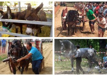 Barracas celebra este fin de semana su XVI feria de agricultura, ganadería, caza y tiempo libre