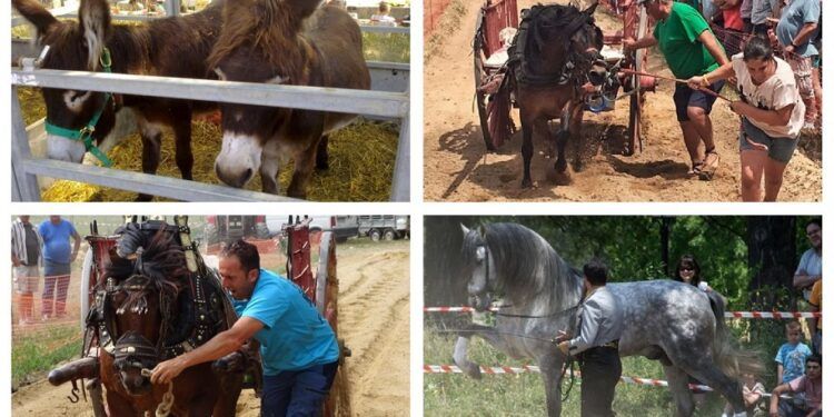 Barracas celebra este fin de semana su XVI feria de agricultura, ganadería, caza y tiempo libre