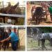 Barracas celebra este fin de semana su XVI feria de agricultura, ganadería, caza y tiempo libre
