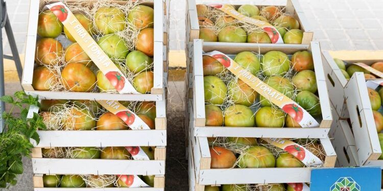 Meliana celebra este fin de semana la 2º edición de su feria del tomate