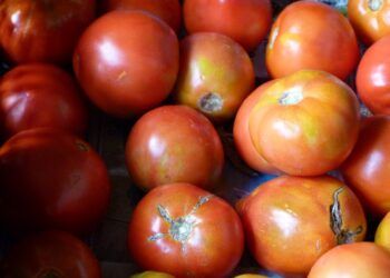 La plaza de la Reina de Valencia acoge este próximo sábado un mercado de tomates valencianos