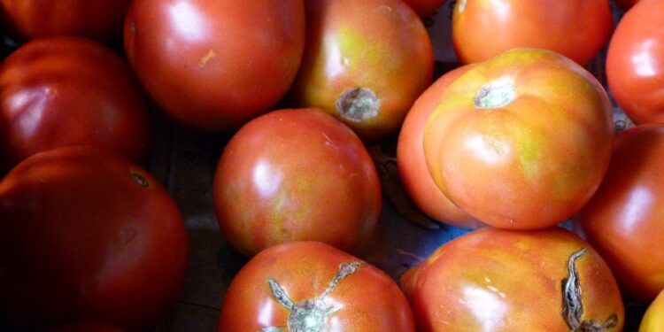La plaza de la Reina de Valencia acoge este próximo sábado un mercado de tomates valencianos