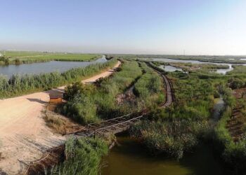 Descubre el Tancat de la Pipa, una bella zona de reserva de la Albufera de Valencia