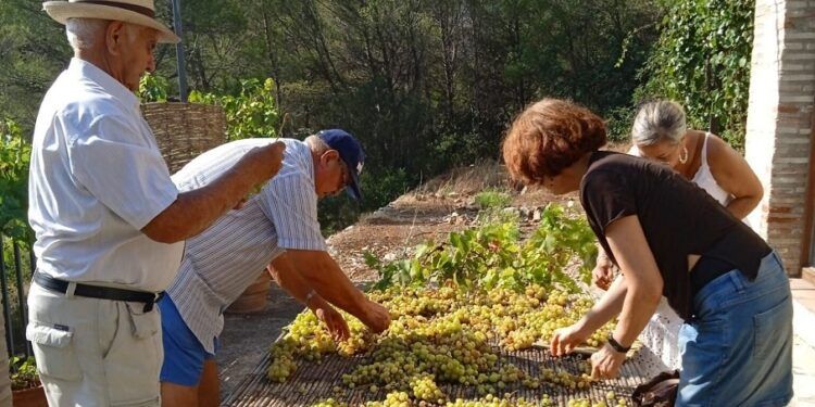 Ròtova revive un año más, por quinto consecutivo, la fiesta de l’Escaldà de la Pansa