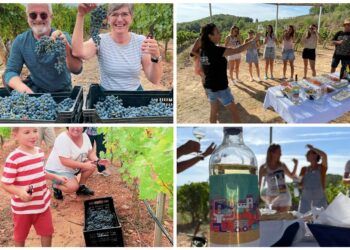 La Cooperativa de Viver organiza una vendimia tradicional con cata de vinos y desalmuerzo