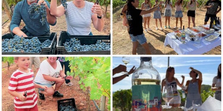La Cooperativa de Viver organiza una vendimia tradicional con cata de vinos y desalmuerzo