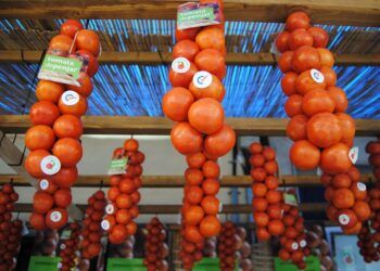 Tomata de Penjar de Alcalà de Xivert, el tomate castellonense que más adoran los catalanes