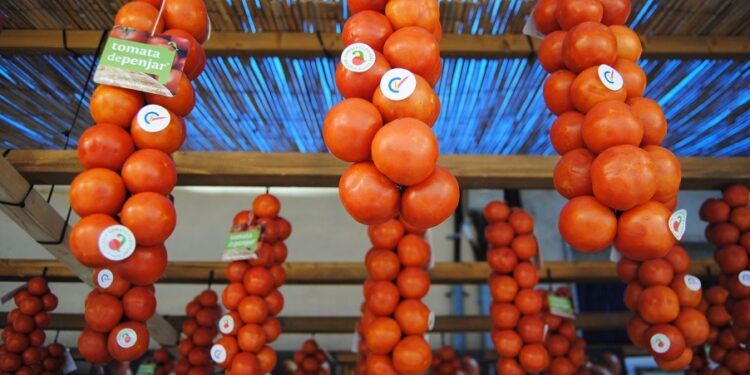 Tomata de Penjar de Alcalà de Xivert, el tomate castellonense que más adoran los catalanes