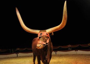 El circo con animales vuelve a la ciudad de Valencia de la mano del Circ de Nadal