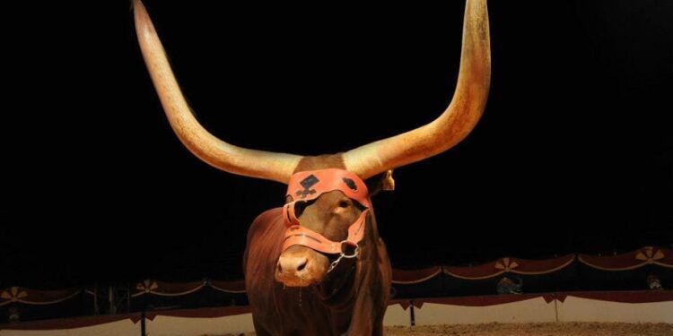 El circo con animales vuelve a la ciudad de Valencia de la mano del Circ de Nadal