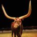 El circo con animales vuelve a la ciudad de Valencia de la mano del Circ de Nadal