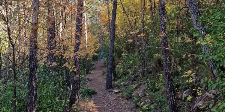 La ruta otoñal de la Sierra Malacara, un recorrido en Buñol para disfrutar del colorido estacional
