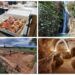 «Tierra Bobal», enología, gastronomía y mucho más en 9 municipios y 37 aldeas por descubrir