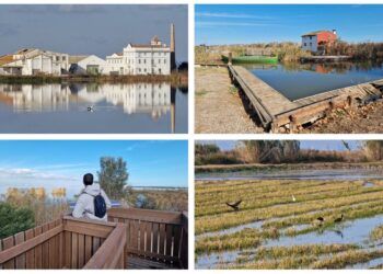 La Ruta Ornitológica Amarilla de la Albufera, un precioso paseo de El Palmar al Portet de Sollana