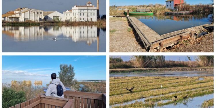 La Ruta Ornitológica Amarilla de la Albufera, un precioso paseo de El Palmar al Portet de Sollana