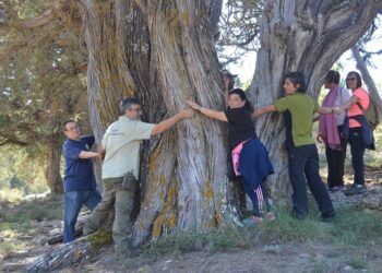 ¿Sabías que un árbol de la provincia de Valencia ha sido nominado para Árbol de España en 2024?