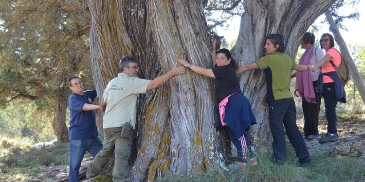 ¿Sabías que un árbol de la provincia de Valencia ha sido nominado para Árbol de España en 2024?