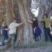 ¿Sabías que un árbol de la provincia de Valencia ha sido nominado para Árbol de España en 2024?