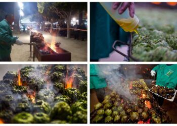 Benicarló celebra una gran «torrà” popular de alcachofas para despedir su Fiesta de la Alcachofa