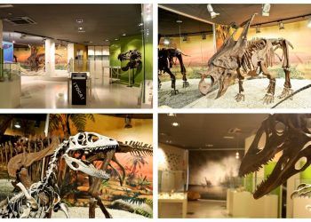 El Museo Paleontológico de Elche, más de 20 años mostrando fósiles y tesoros de la provincia