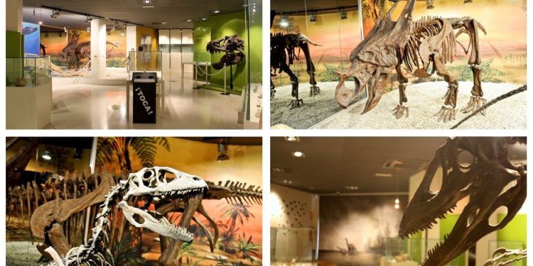 El Museo Paleontológico de Elche, más de 20 años mostrando fósiles y tesoros de la provincia