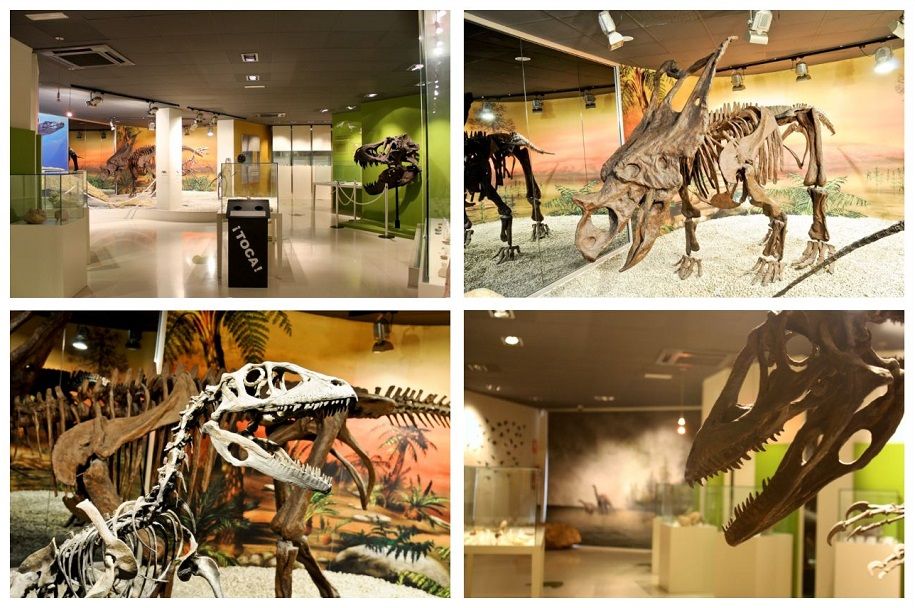El Museo Paleontológico de Elche, más de 20 años mostrando fósiles y tesoros de la provincia