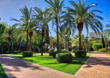 ¿Sabías que Valencia ha sido reconocida, por primera vez, como Ciudad Arbórea del Mundo?