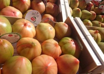 La Feria del Tomate de El Perelló 2024 contará con 56 expositores en su gran feria gastronómica