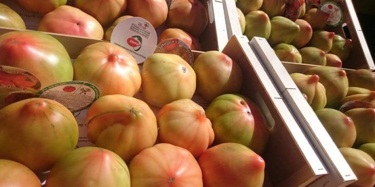 La Feria del Tomate de El Perelló 2024 contará con 56 expositores en su gran feria gastronómica