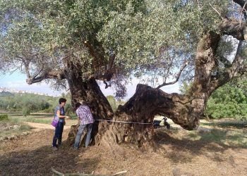¿Sabías que el Mejor Olivo Monumental de España en 2024 está en la Comunitat Valenciana?