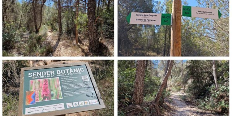 El Barranc de la Canyada y el Barranc de Ferrando, el bello y sencillo sendero botánico de Llombai