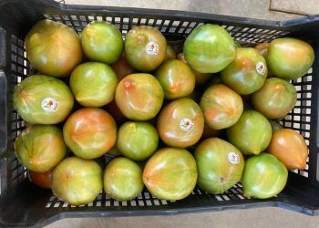 Los Jardines de Viveros de Valencia acogen este sábado un mercado de tomates valencianos