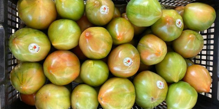 Los Jardines de Viveros de Valencia acogen este sábado un mercado de tomates valencianos