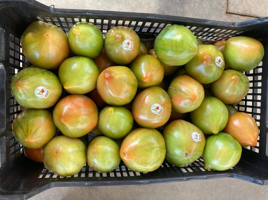 Los Jardines de Viveros de Valencia acogen este sábado un mercado de tomates valencianos