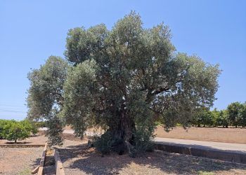 La Olivera de Gausa, un árbol monumental protegido en Sagunto con más de 350 años de vida