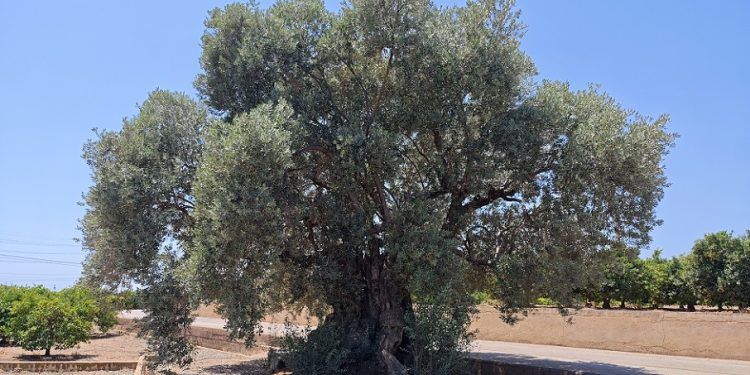 La Olivera de Gausa, un árbol monumental protegido en Sagunto con más de 350 años de vida