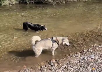 Un pueblo de Castellón estrena una zona permitida al baño para perros en una playa continental