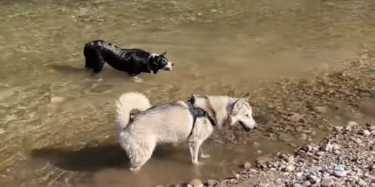 Un pueblo de Castellón estrena una zona permitida al baño para perros en una playa continental