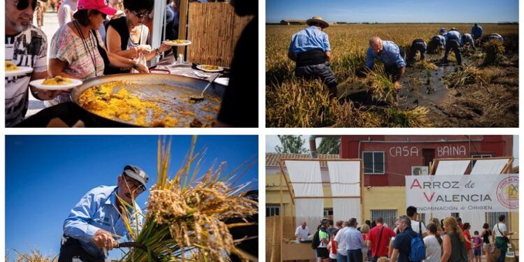El Puerto de Catarroja celebra la gran Fiesta de la Siega con feria del arroz y muchas actividades