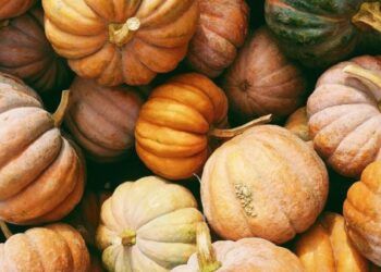 La gran fiesta de la calabaza de l’Horta de Campanar-Benimàmet regresa a Valencia