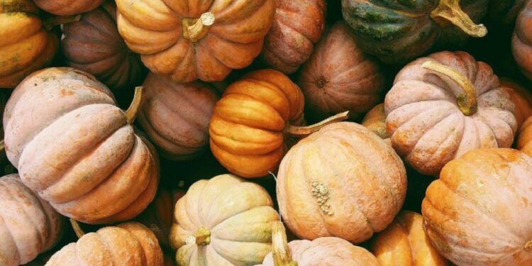 La gran fiesta de la calabaza de l’Horta de Campanar-Benimàmet regresa a Valencia