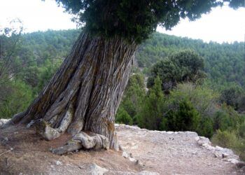 ¿Sabías que hay dos rutas para conocer la mayor concentración de sabinas milenarias en Valencia?