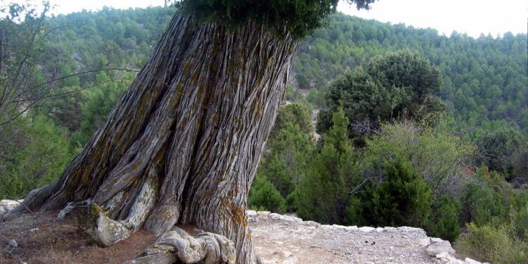 ¿Sabías que hay dos rutas para conocer la mayor concentración de sabinas milenarias en Valencia?