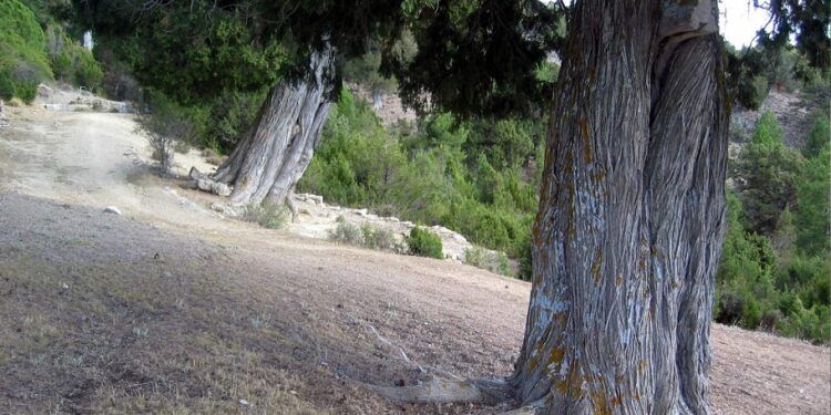 ¿Sabías que hay dos rutas para conocer la mayor concentración de sabinas milenarias en Valencia?