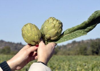 Es temporada de Alcachofa de Benicarló, una exquisitez con Denominación de Origen Protegida