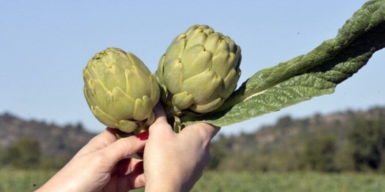 Es temporada de Alcachofa de Benicarló, una exquisitez con Denominación de Origen Protegida