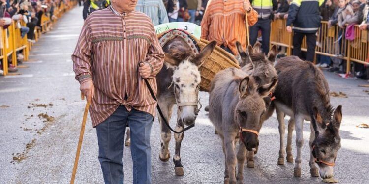 El porrat de San Antonio Abad y la bendición de animales regresan a la calle Sagunto de Valencia