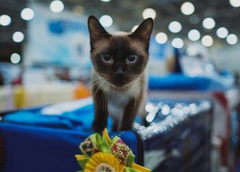 Torrent acoge este próximo fin de semana la mayor exposición felina organizada en España