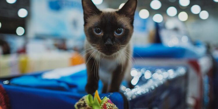 Torrent acoge este próximo fin de semana la mayor exposición felina organizada en España